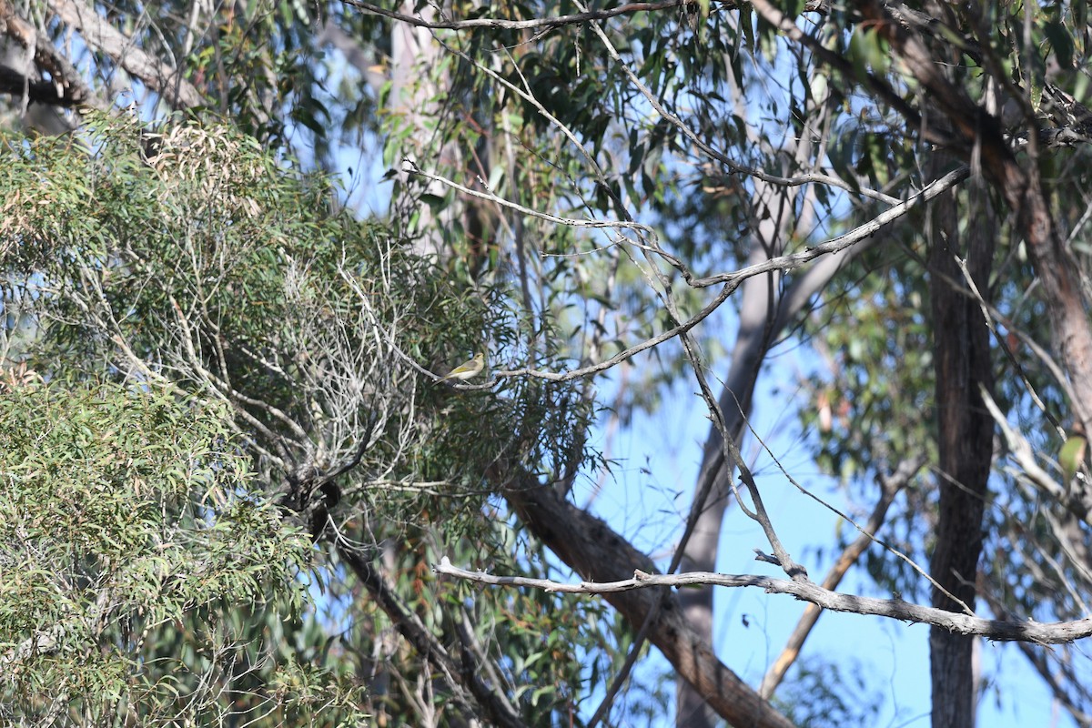 Fuscous Honeyeater - ML620736698