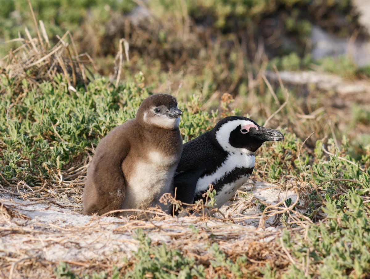 African Penguin - ML620736701