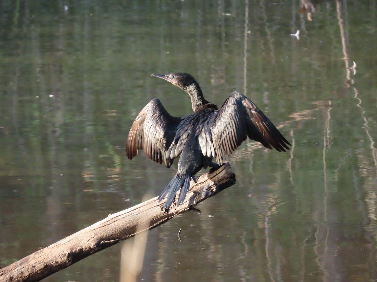 Little Black Cormorant - ML620736704