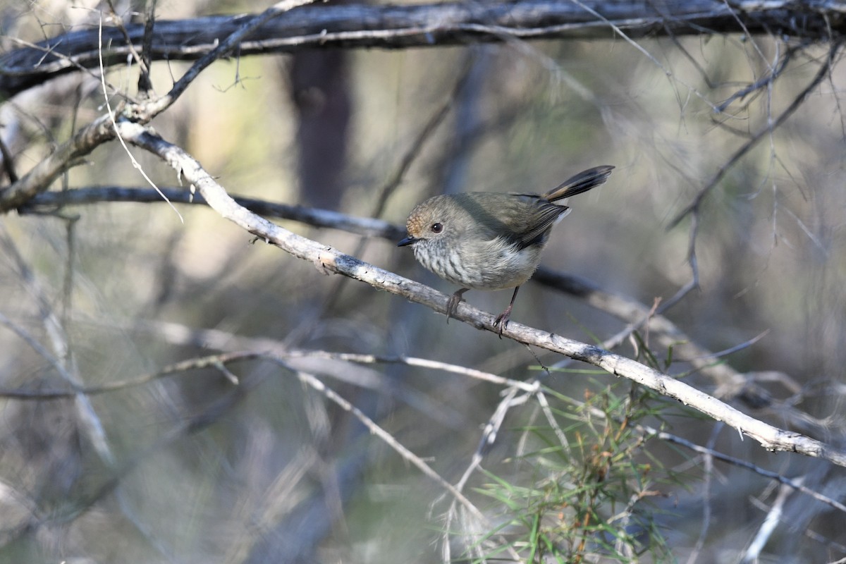 Brown Thornbill - ML620736707