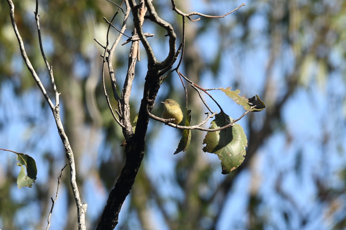 Buff-rumped Thornbill - ML620736709