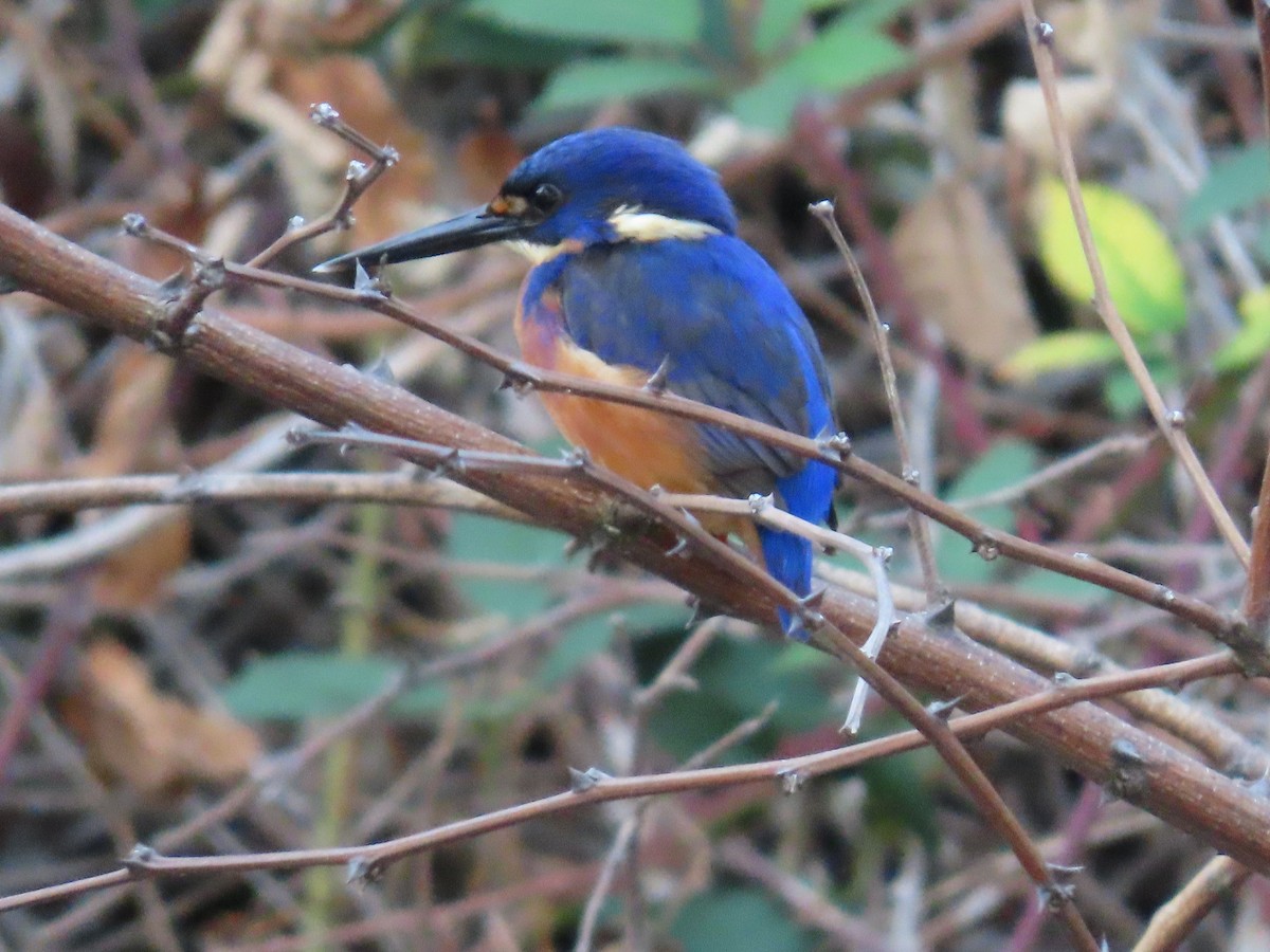 Martin-pêcheur à dos bleu - ML620736712