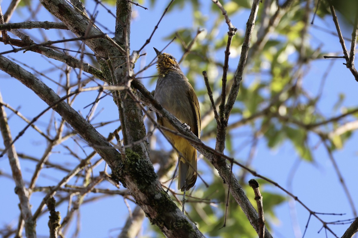 Bulbul de Finlayson - ML620736713