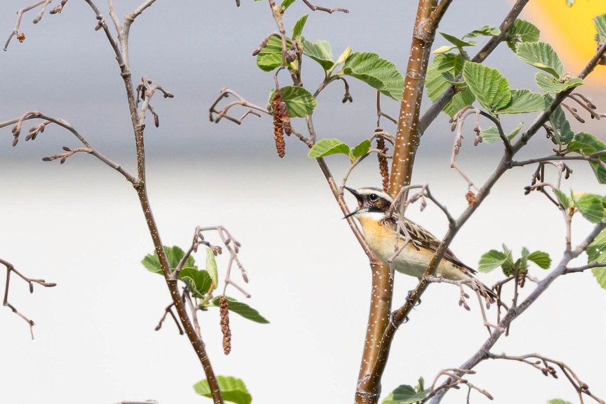 Whinchat - ML620736715