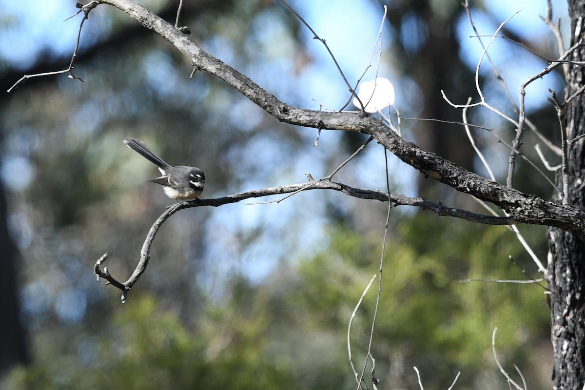 Gray Fantail - ML620736716