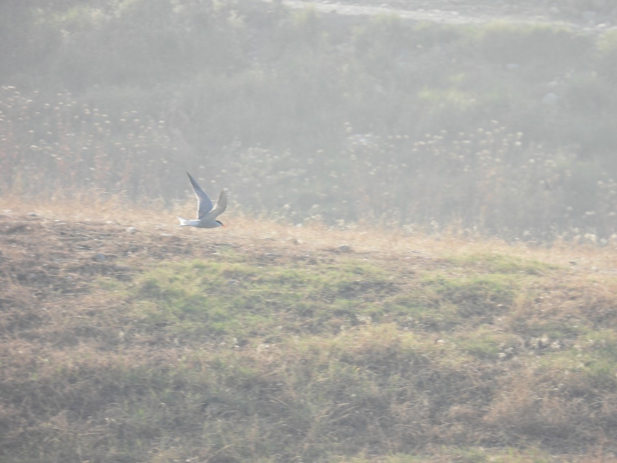 Common Tern - Muhammadsoleh Oev