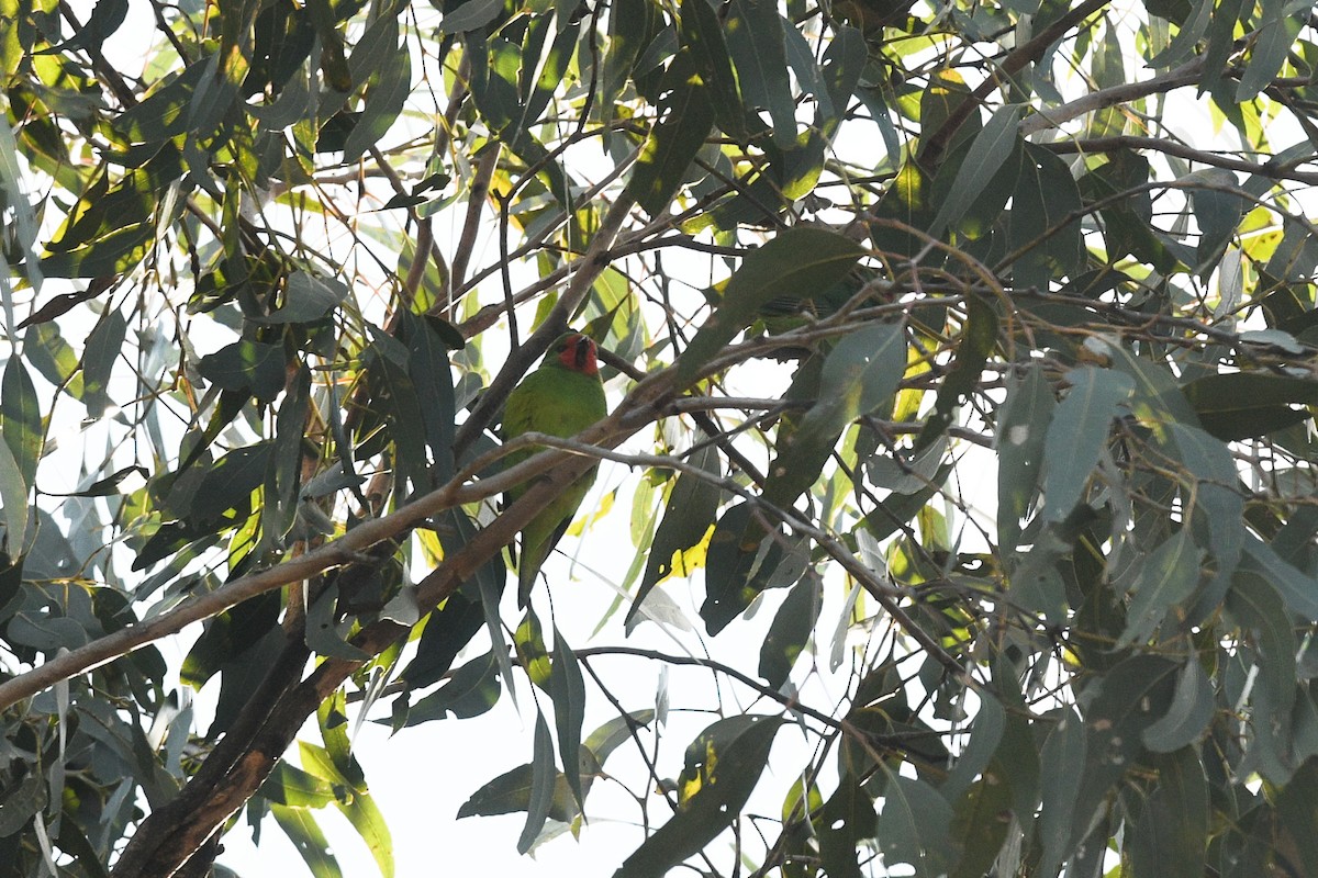 Little Lorikeet - ML620736719