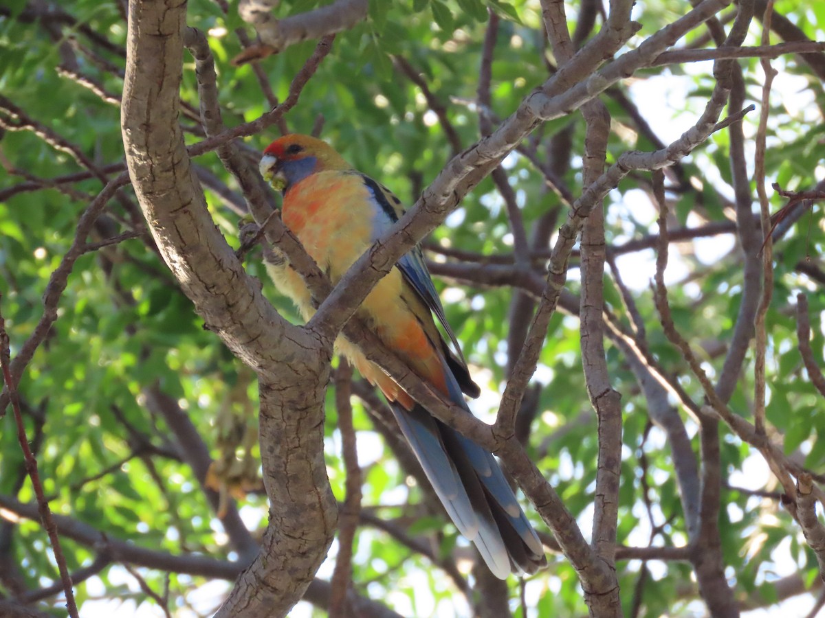 rødrosella (flaveolus) (gulrosella) - ML620736720