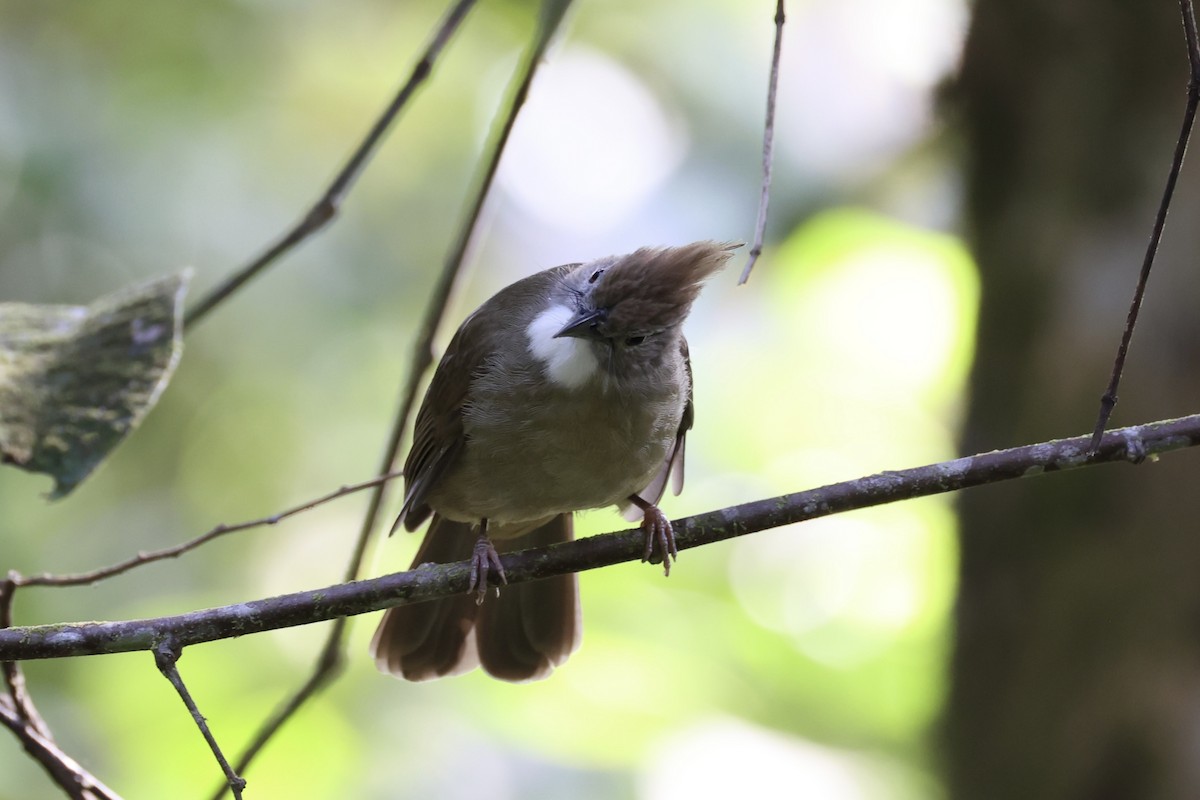 Bulbul Ocráceo - ML620736722