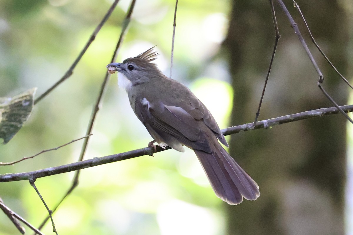 Bulbul Ocráceo - ML620736723