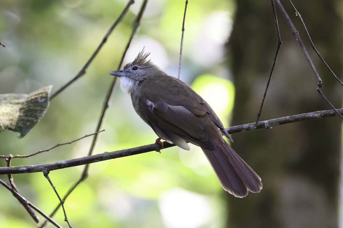 Bulbul Ocráceo - ML620736725