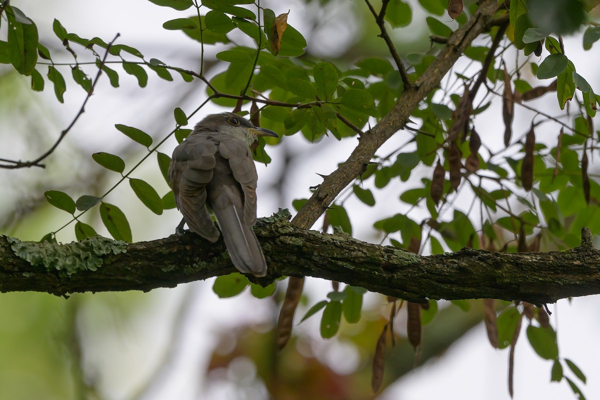 Yellow-billed Cuckoo - ML620736726