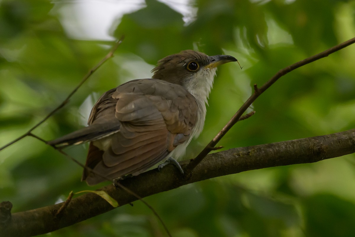 Yellow-billed Cuckoo - ML620736729