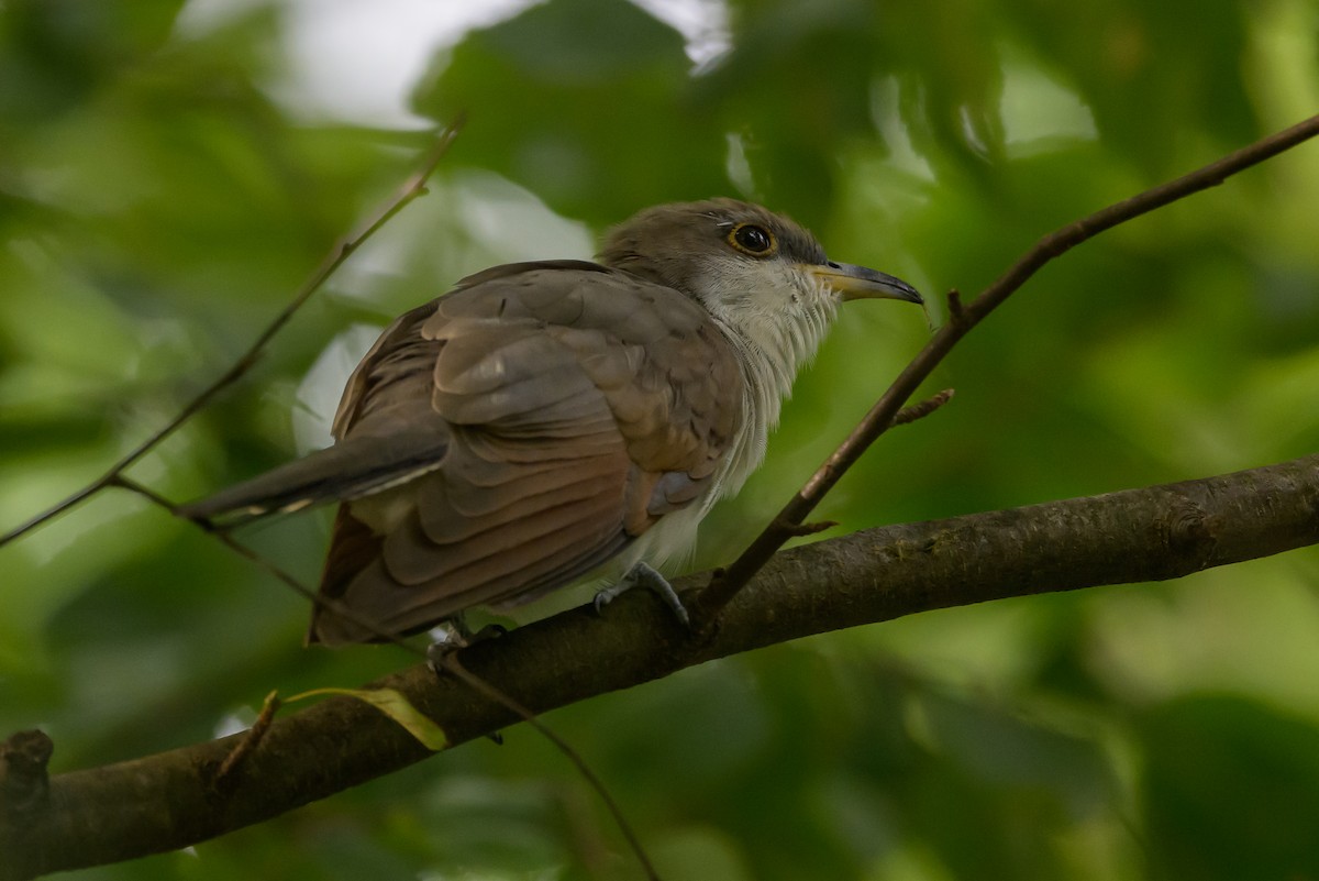 Yellow-billed Cuckoo - ML620736730