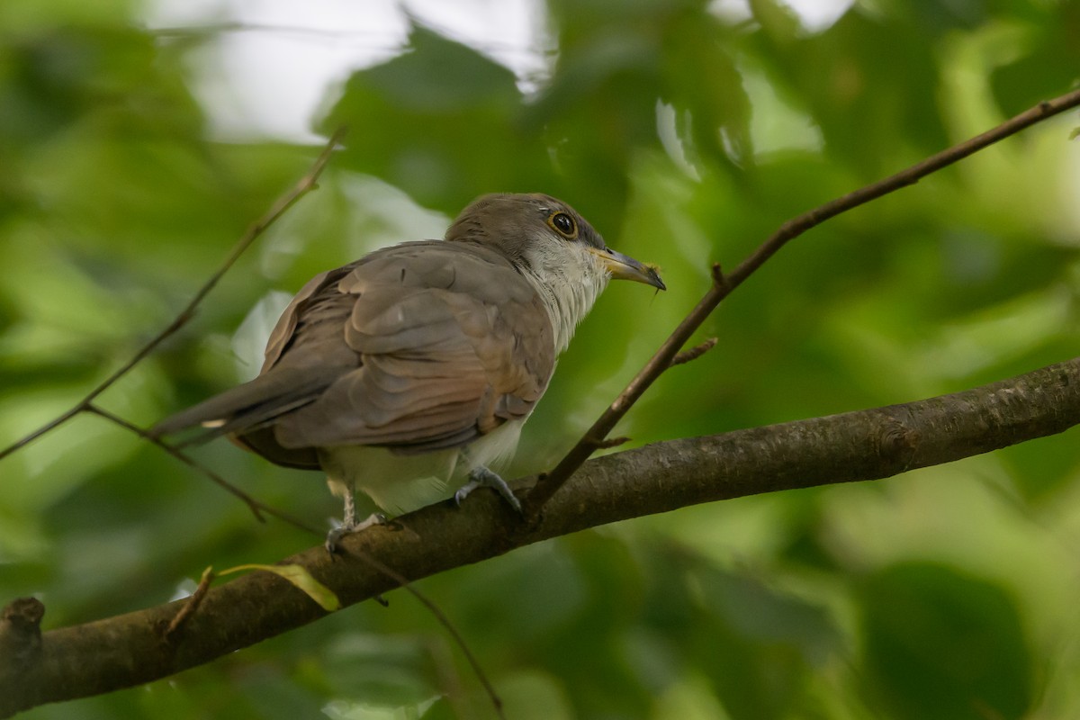 Yellow-billed Cuckoo - ML620736733