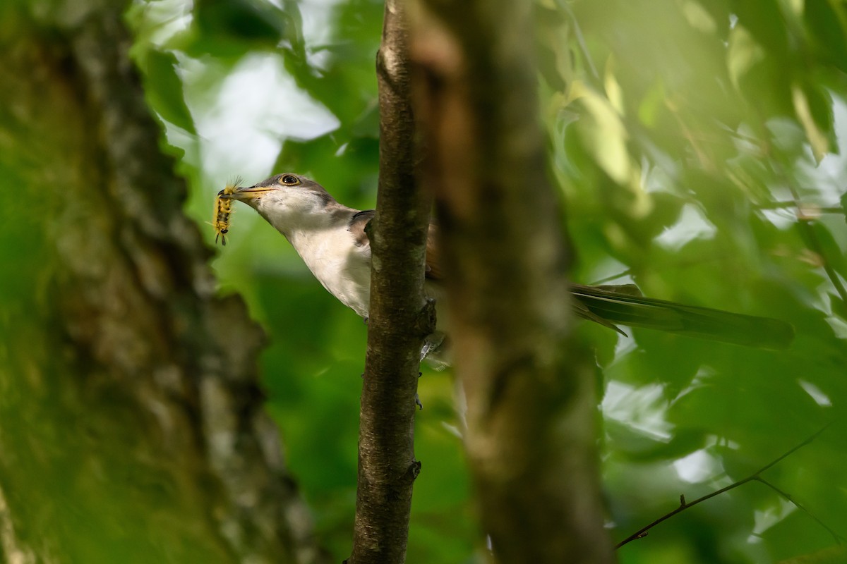 Yellow-billed Cuckoo - ML620736735