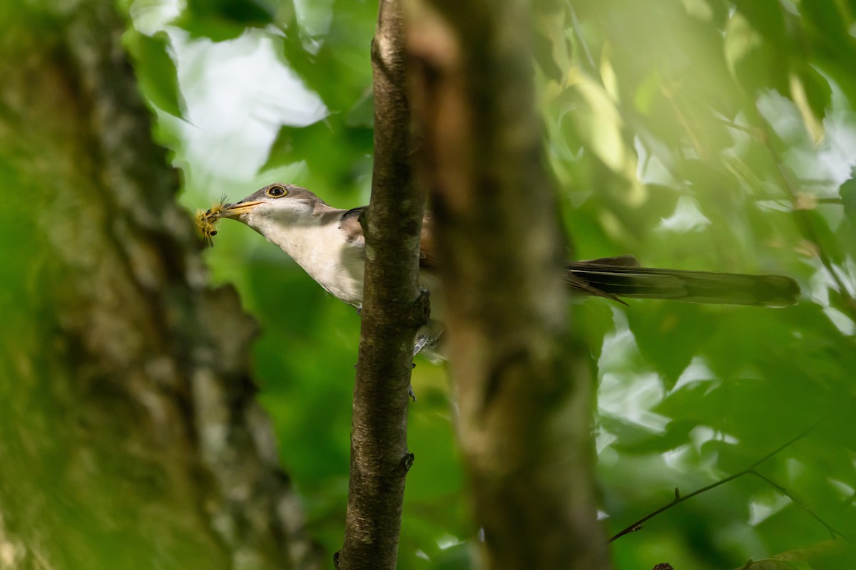 Yellow-billed Cuckoo - ML620736736