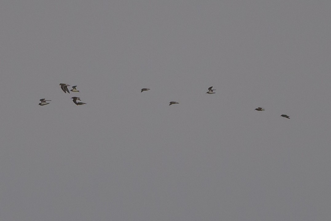 Semipalmated Plover - ML620736739