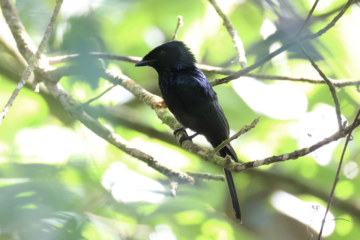 Lesser Racket-tailed Drongo - Andrew William