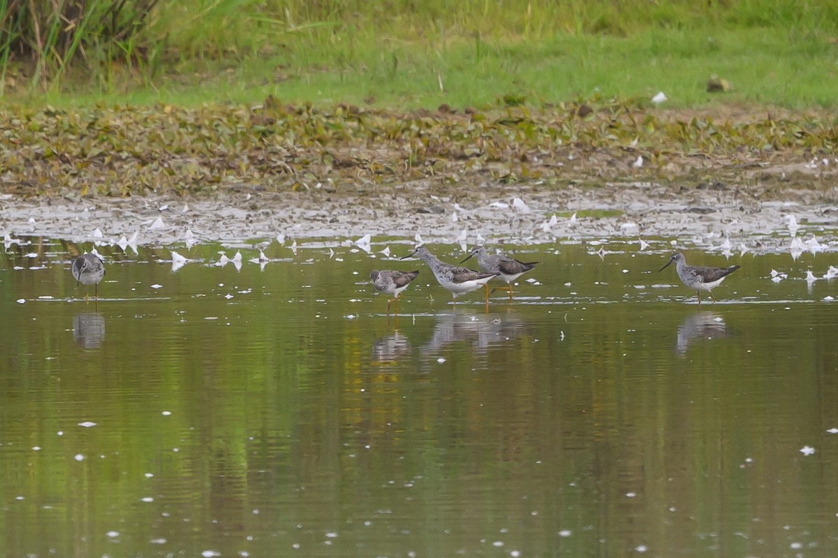 Lesser Yellowlegs - ML620736742