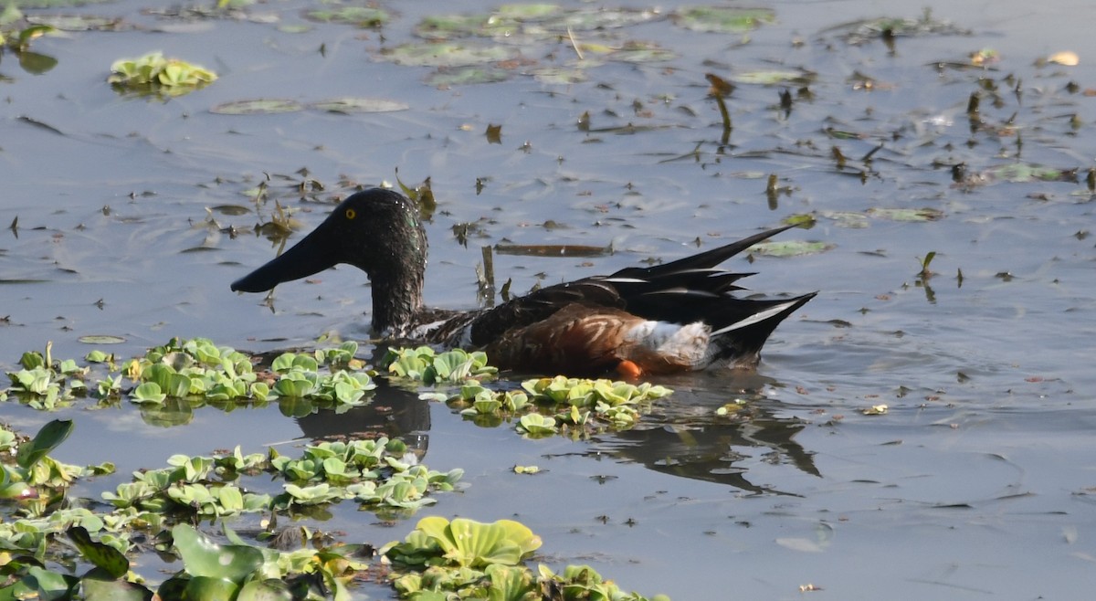 Northern Shoveler - ML620736744