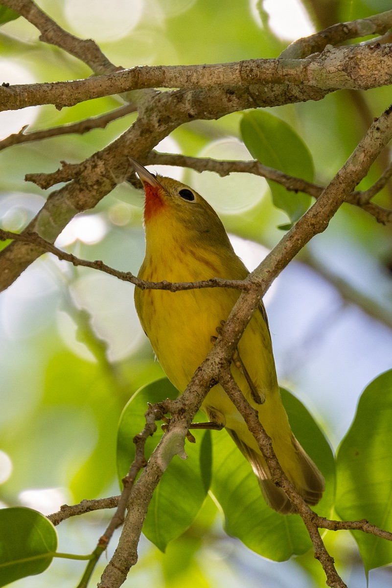 Paruline jaune - ML620736745