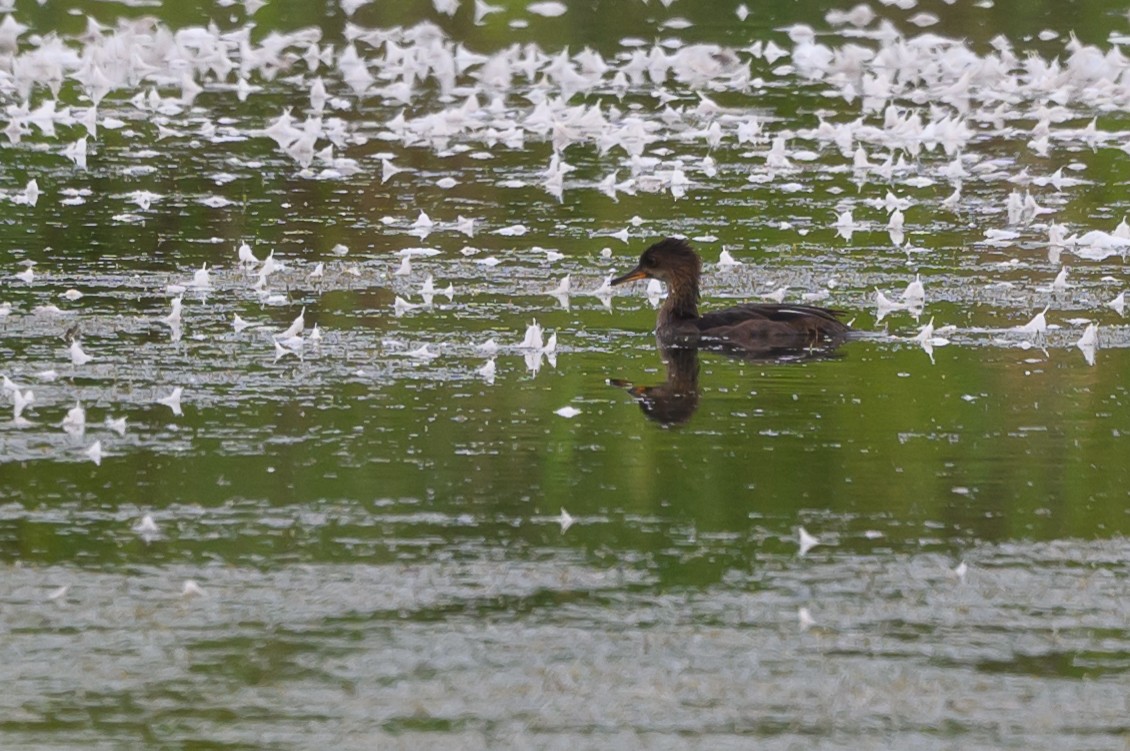 Hooded Merganser - ML620736747