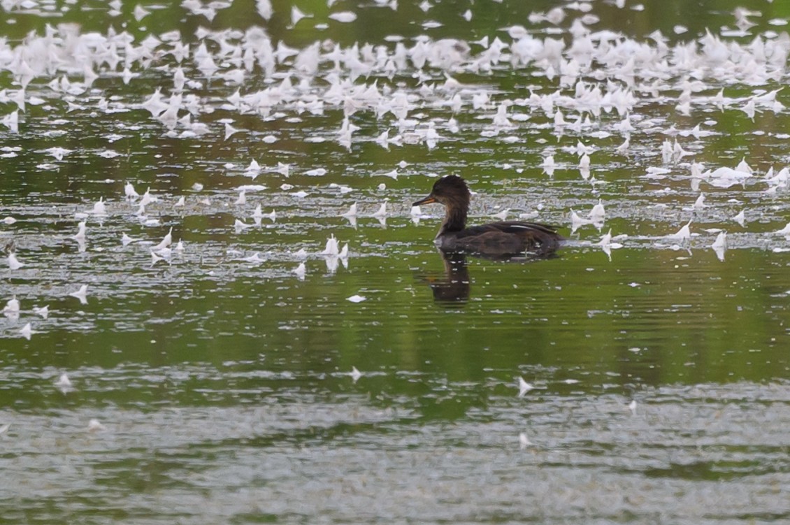 Hooded Merganser - ML620736748