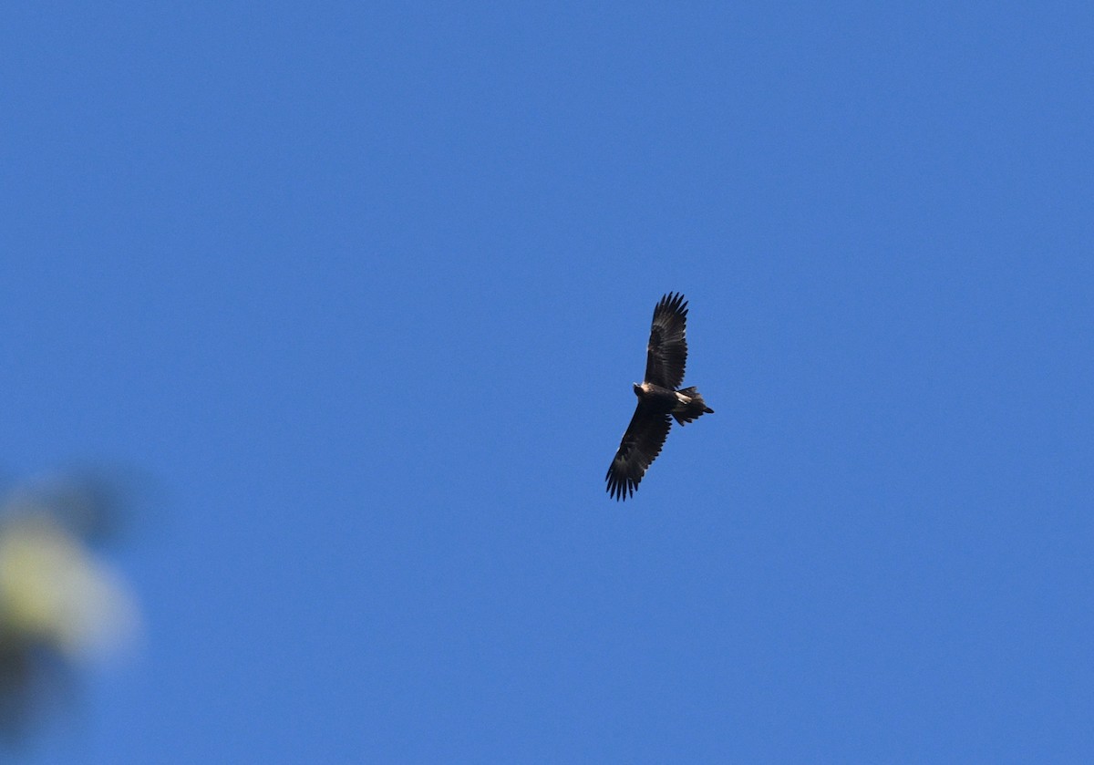 Wedge-tailed Eagle - ML620736754