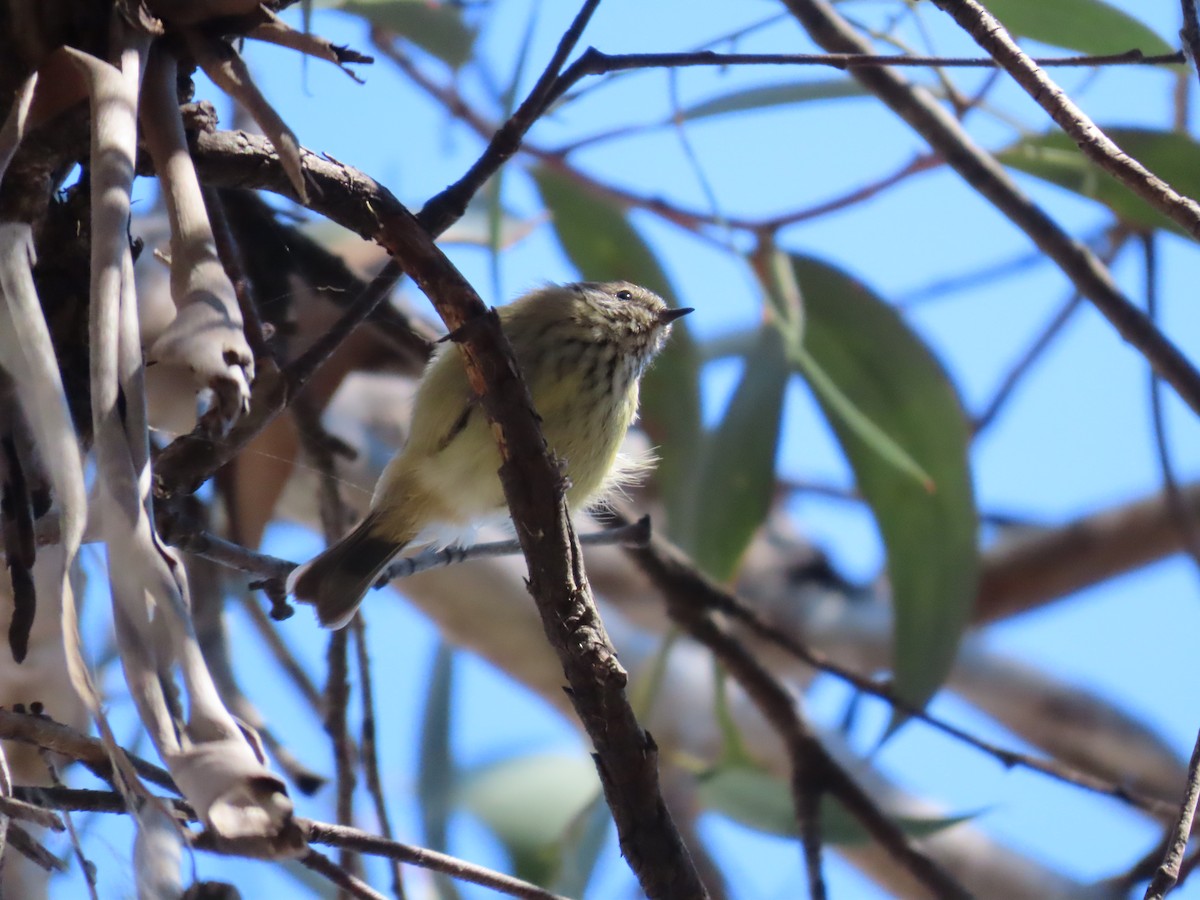 Striated Thornbill - ML620736759