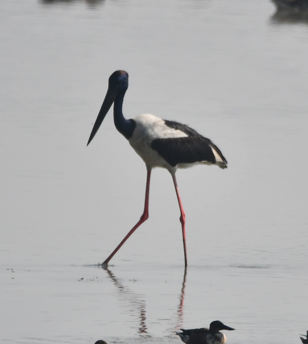 svarthalsstork - ML620736765