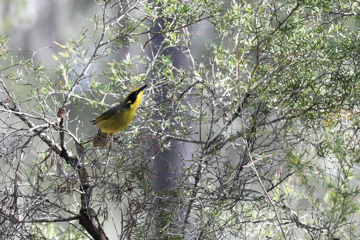 Yellow-tufted Honeyeater - ML620736766