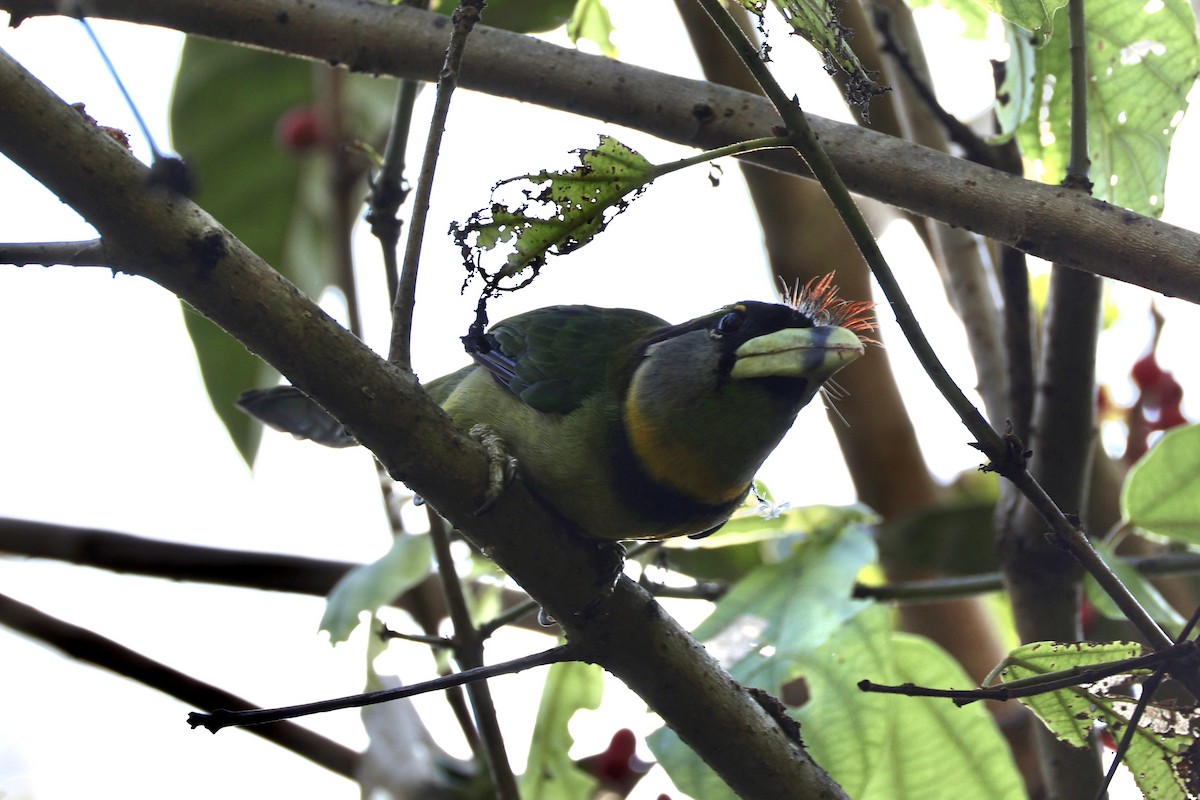 Fire-tufted Barbet - ML620736770