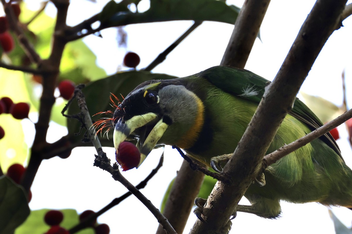 Fire-tufted Barbet - ML620736771