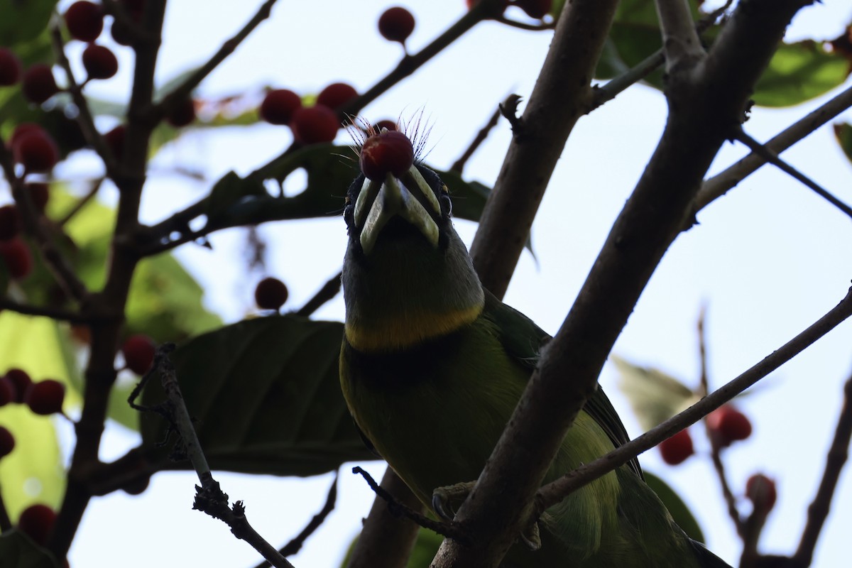 barbet pruhozobý - ML620736772