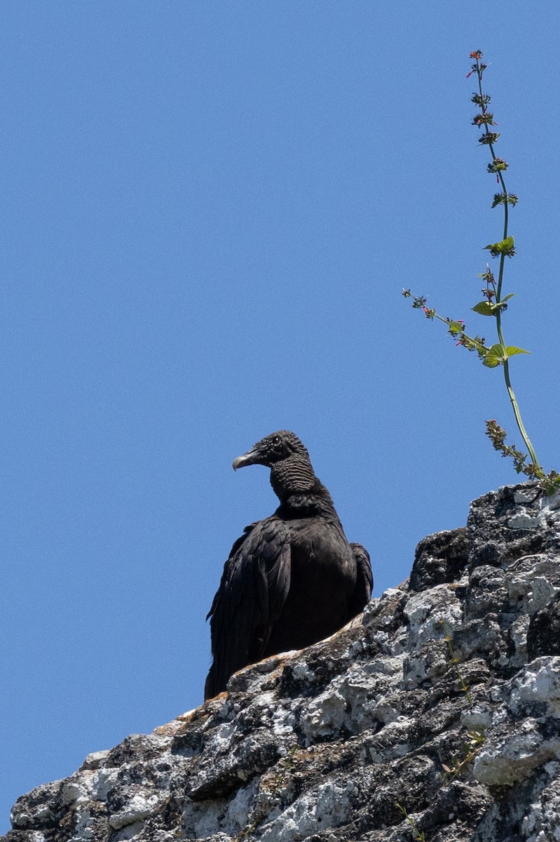 Black Vulture - ML620736774