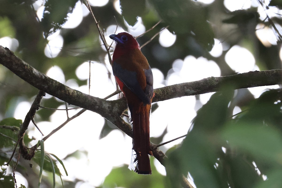 Trogon à tête rouge - ML620736776