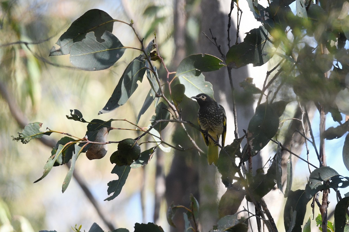 Regent Honeyeater - ML620736780