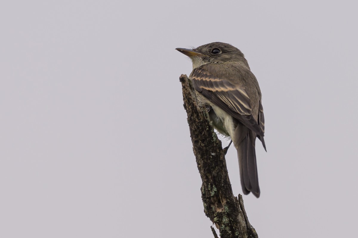 Alder/Willow Flycatcher (Traill's Flycatcher) - ML620736781