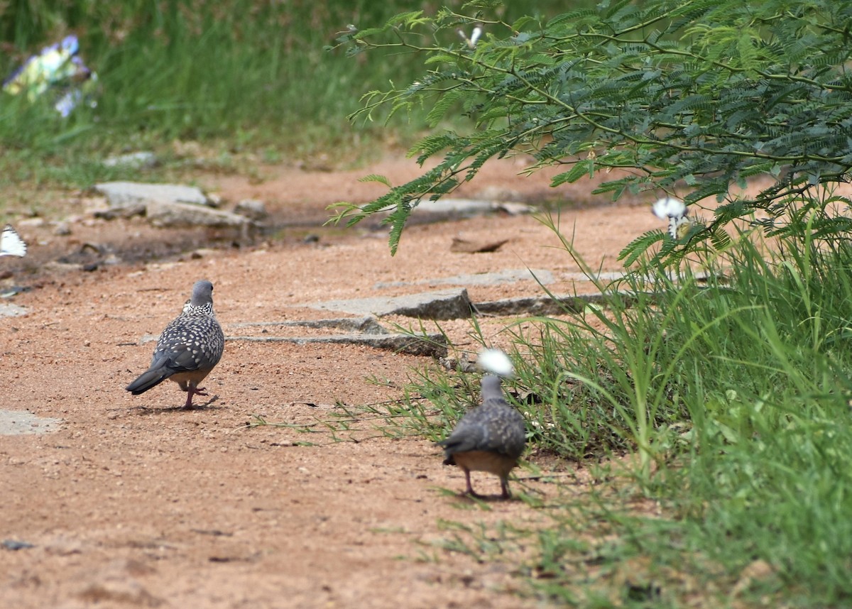 Spotted Dove - ML620736784