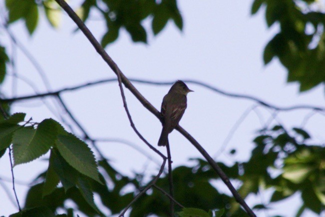 Eastern Wood-Pewee - Loyan Beausoleil