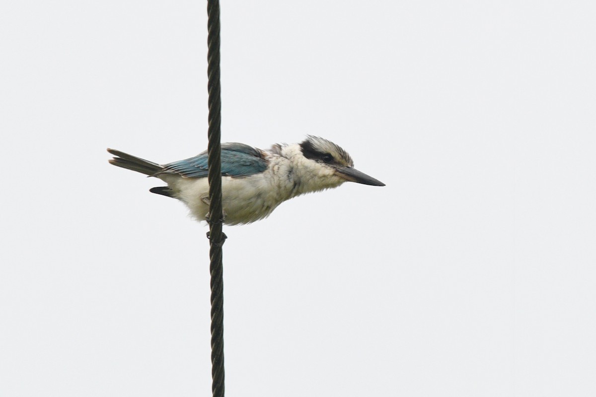 Red-backed Kingfisher - ML620736787