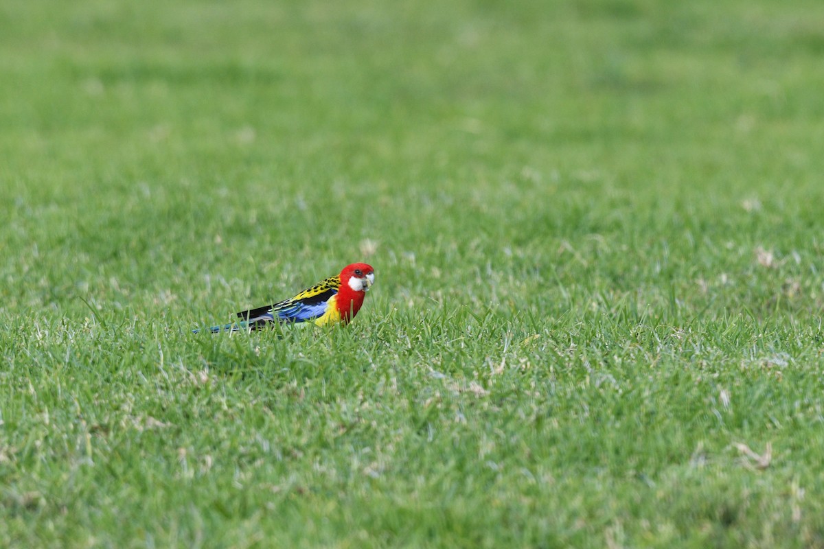 Eastern Rosella - ML620736788