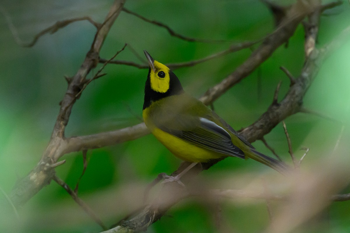 Hooded Warbler - ML620736791