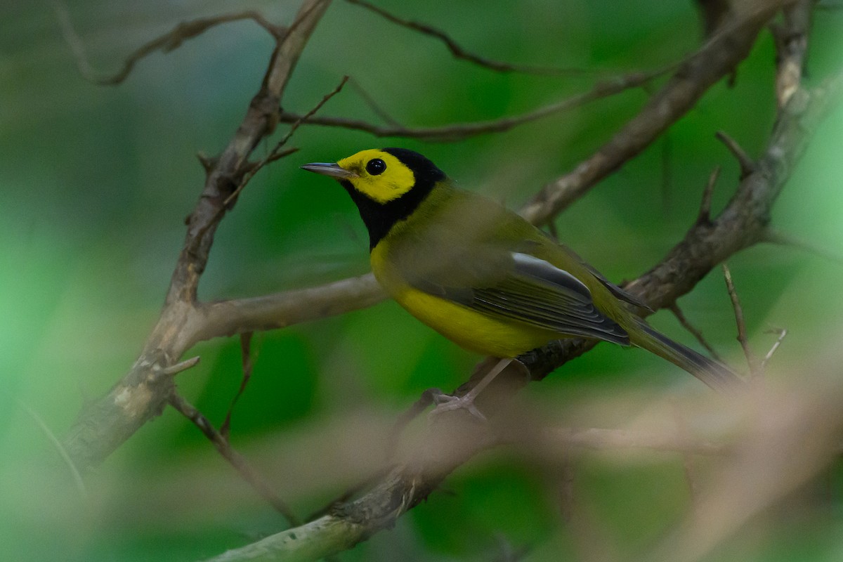 Hooded Warbler - Stephen Davies