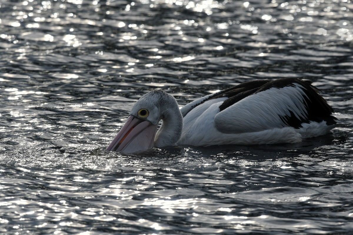 Australian Pelican - ML620736797