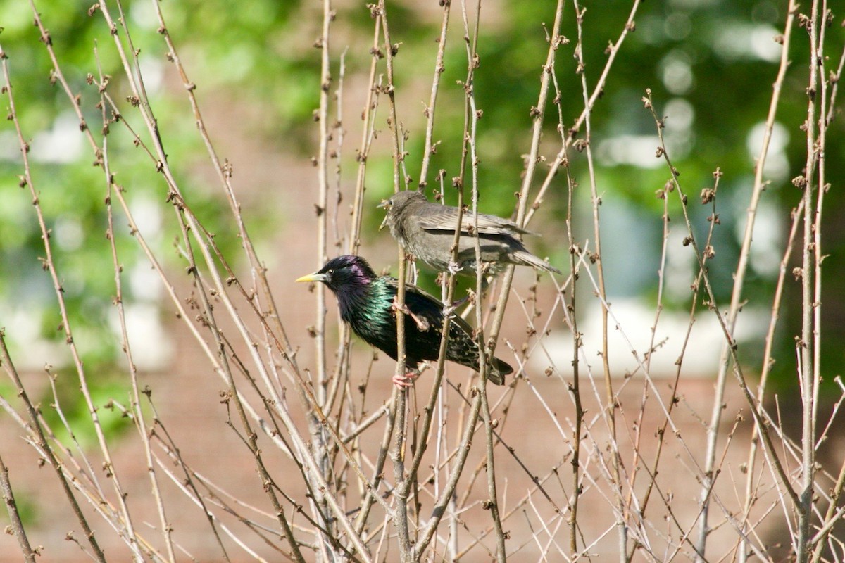 זרזיר מצוי - ML620736798