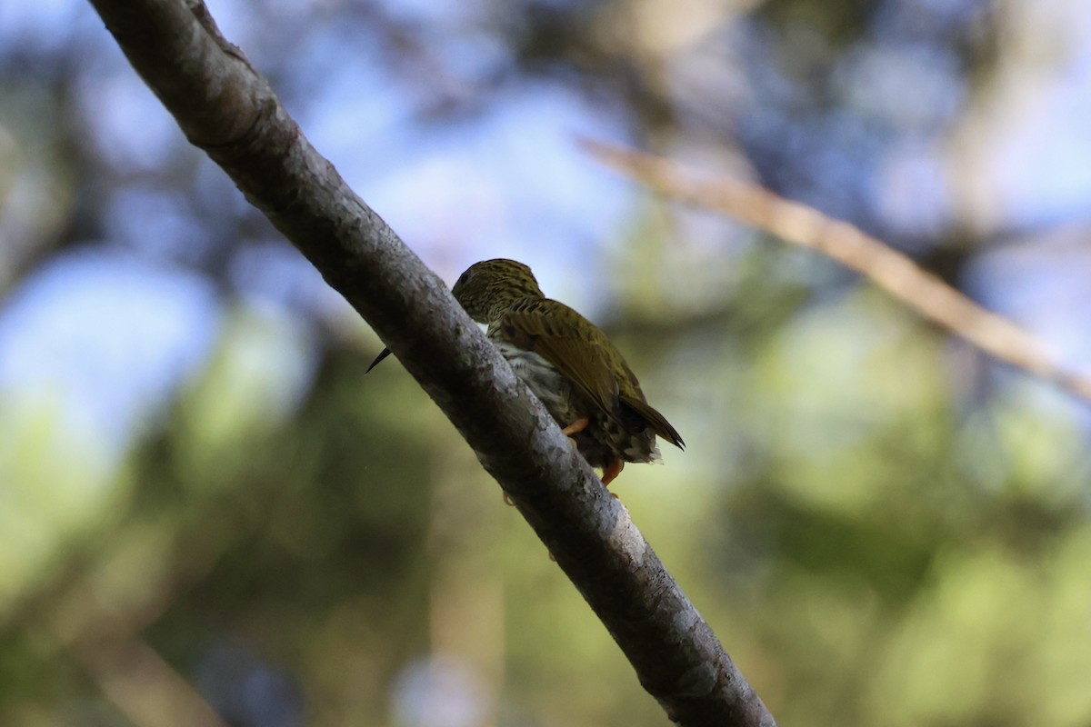 Streaked Spiderhunter - ML620736799