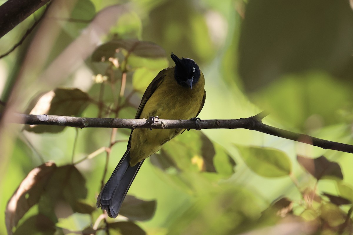 Black-crested Bulbul - ML620736802