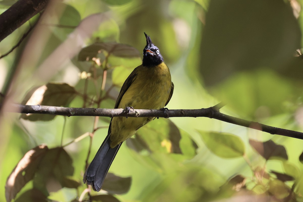 Black-crested Bulbul - ML620736803